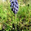 Muscari: fleur lors de la randonnée à Estaing