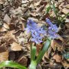 Fleur des sous bois, commune de Druelle, en Aveyron