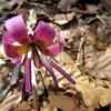 Fleur des sous bois, randonne  Ampiac