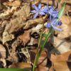 Fleur des sous bois, randonne  Ampiac