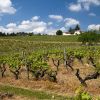 Randonne dans les vignes autour de Sainte Croix du Mont