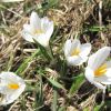 Rando Aubrac: crocus, prs du Col de Bonnecombe, en Lozre