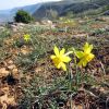 Jonquilles vu depuis l'aire de vision de Brunas - Millau