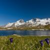 Meije depuis le lac Noir