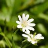 Fleur au col de Tentes