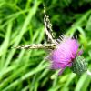 Papillon et fleur rencontrs en randonne 