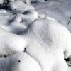 Neige dans la fort d'Aubrac