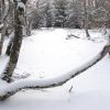Neige de janvier sur la fort de Laguiole en Aubrac