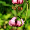 Fleur de montagne : Lis Martagon dans les Alpes