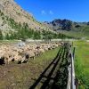 Dbut de la randonne au lac de l'Eychauda