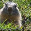 Marmotte