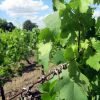 Feuilles de vignes de St Emilion