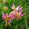 Puy Mary: fleurs lors de la rando dans le Cantal
