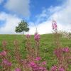 Aubrac en Lozre, prs de Nasbinals