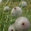 Fleurs sur l'Aubrac lors d'une randonne