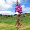 Fleur d'Aubrac, prs de la Cascade du Droc