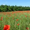 Champs de coquelicots prs de Villefranche du Prigord