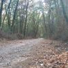 Randonne nus en foret 