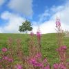 Paysage d'Aubrac
