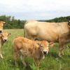 Vaches de race Aubrac