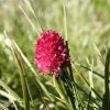 Fleur dans les Alpes vers le lacs des Gardioles