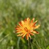 Crpide orange, crpide dore