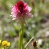Fleur des Alpes