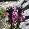 Fleur dans les Alpes