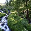Ruisseau en montant au lac Laramont