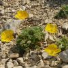 Pavot des Alpes Rthiques