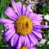 Aster