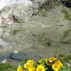 Glacier Blanc et lac Tucket dans les Alpes