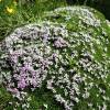 Parterre de fleurs roses sur mousse verte