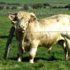 Taureau de race Aubrac