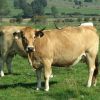 Troupeau de vache d'Aubrac
