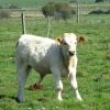 Veau de race Aubrac
