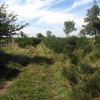 Draille sur Aubrac, sentier pour les troupeaux