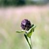 Macro au Col de Tentes