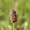 Macro d'insecte sur plante
