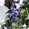 Aconit Nappel fleur dans les Pyrnes