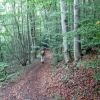 Dans les sous bois prs de Bellegarde dans l'Ain