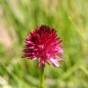 Nigritelle rose dans les Alpes 