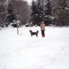 Neige sur l'Aubrac prs de Laguiole