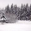 Sapin Aveyronnais sur l'Aubrac