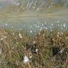 Lac du Golon et champs de linaigrettes