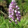 Fleur prs de Souyri en Aveyron