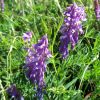 Fleur en Aveyron