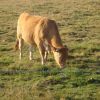 Vache sur l'Aubrac dans la prairie Aveyronnaise