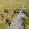 Tourbire sur l'Aubrac en Aveyron