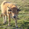 Vache de race Aubrac